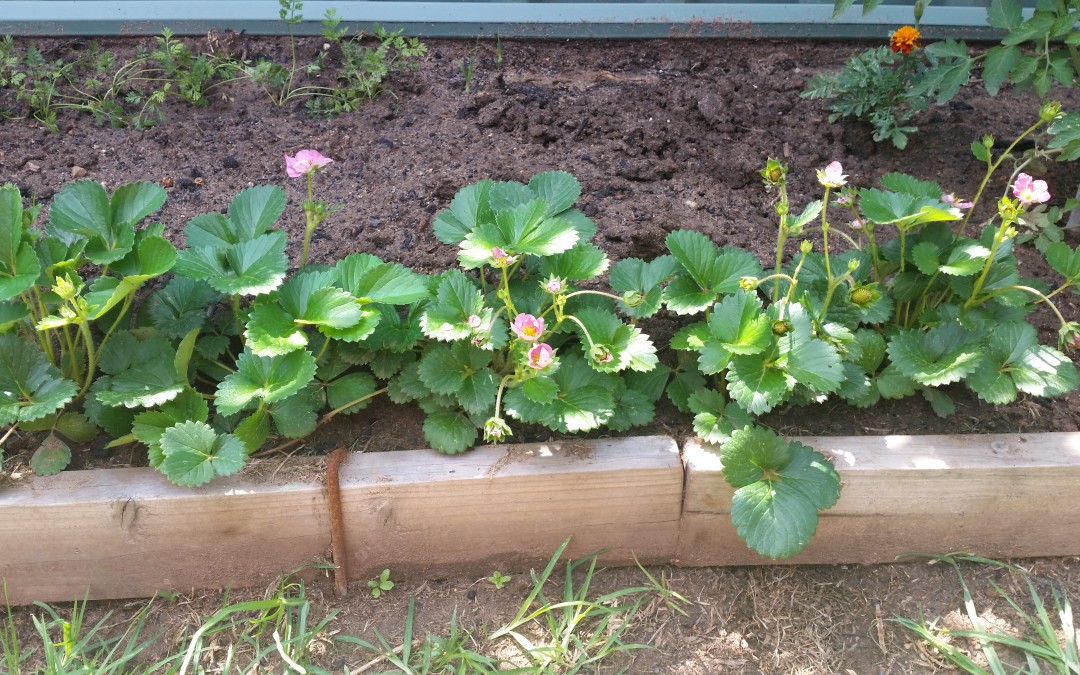 Stop after only one 20 metre garden bed? I don’t think so. Introducing garden bed #2